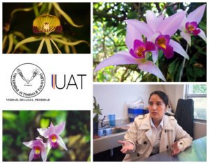 Collage 1 Biosfera El Cielo