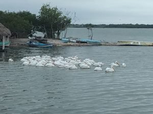 WhatsApp Image 2019-01-02 at 2.33.42 PM