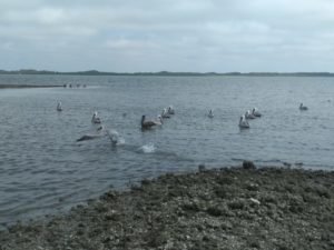 WhatsApp Image 2019-01-10 at 4.10.21 PM