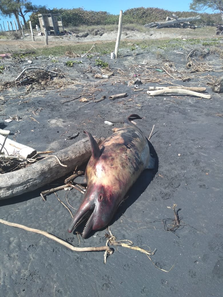 WhatsApp Image 2019-01-28 at 2.31.54 PM