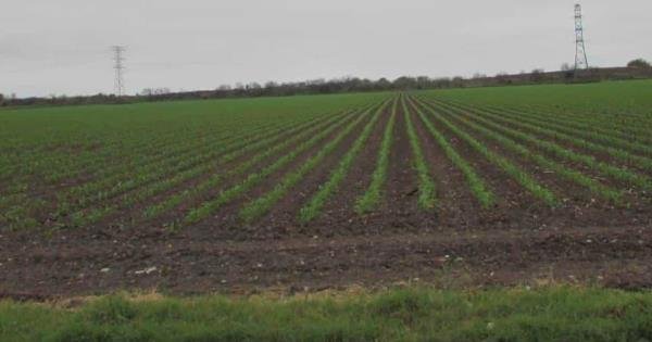 cropw0h0tam20180230201esperan.01-focus-min0.04-min0.24-600-315