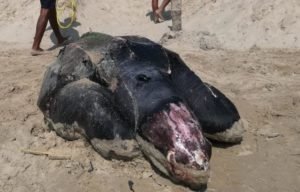 WhatsApp Image 2019-02-18 at 4.59.58 PM