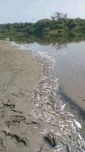 53788208_10156874839806648_2796483073628176384_n