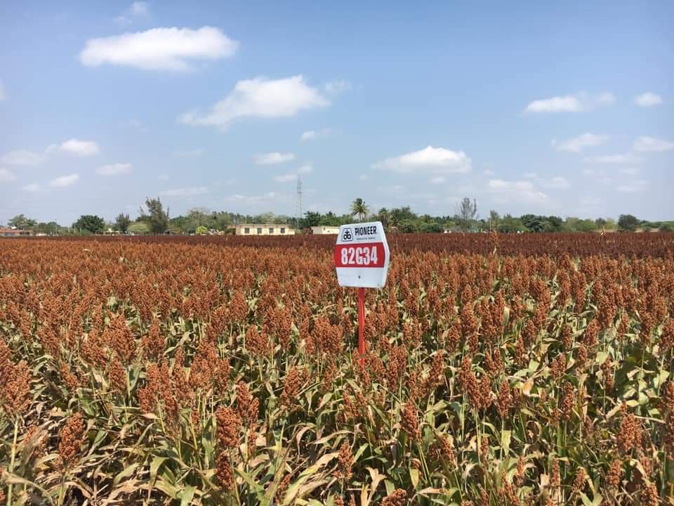 WhatsApp Image 2019-03-20 at 1.23.54 PM