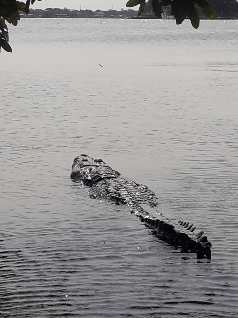 WhatsApp Image 2019-04-09 at 2.24.59 PM (1)