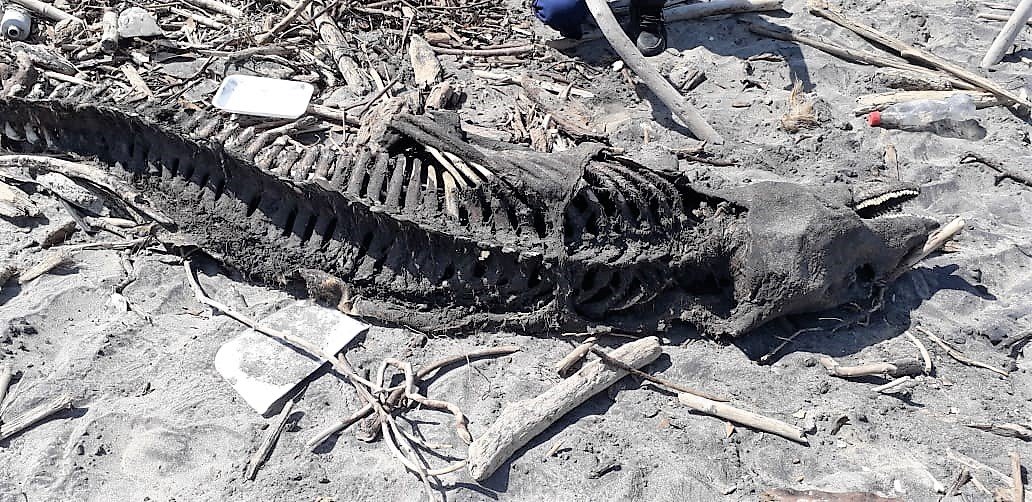 WhatsApp Image 2019-04-25 at 2.33.05 PM