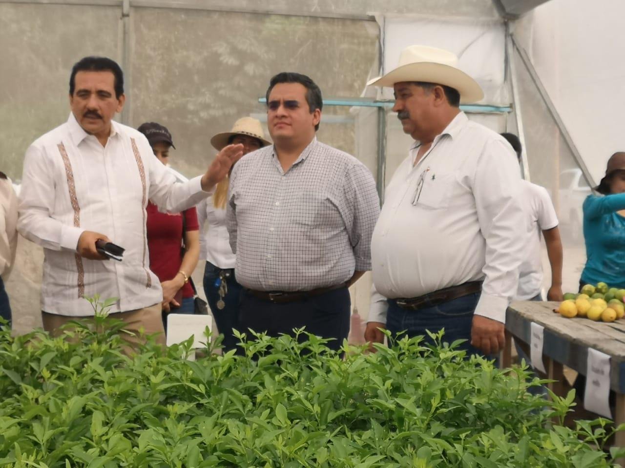 COBERTURA DE PRECIOS DE CÍTRICOS (2)