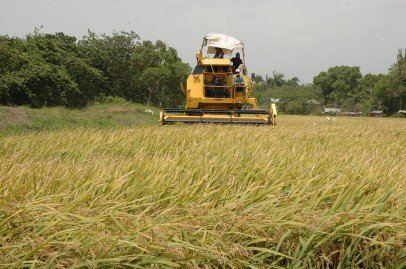 campo-mexicano-406x269