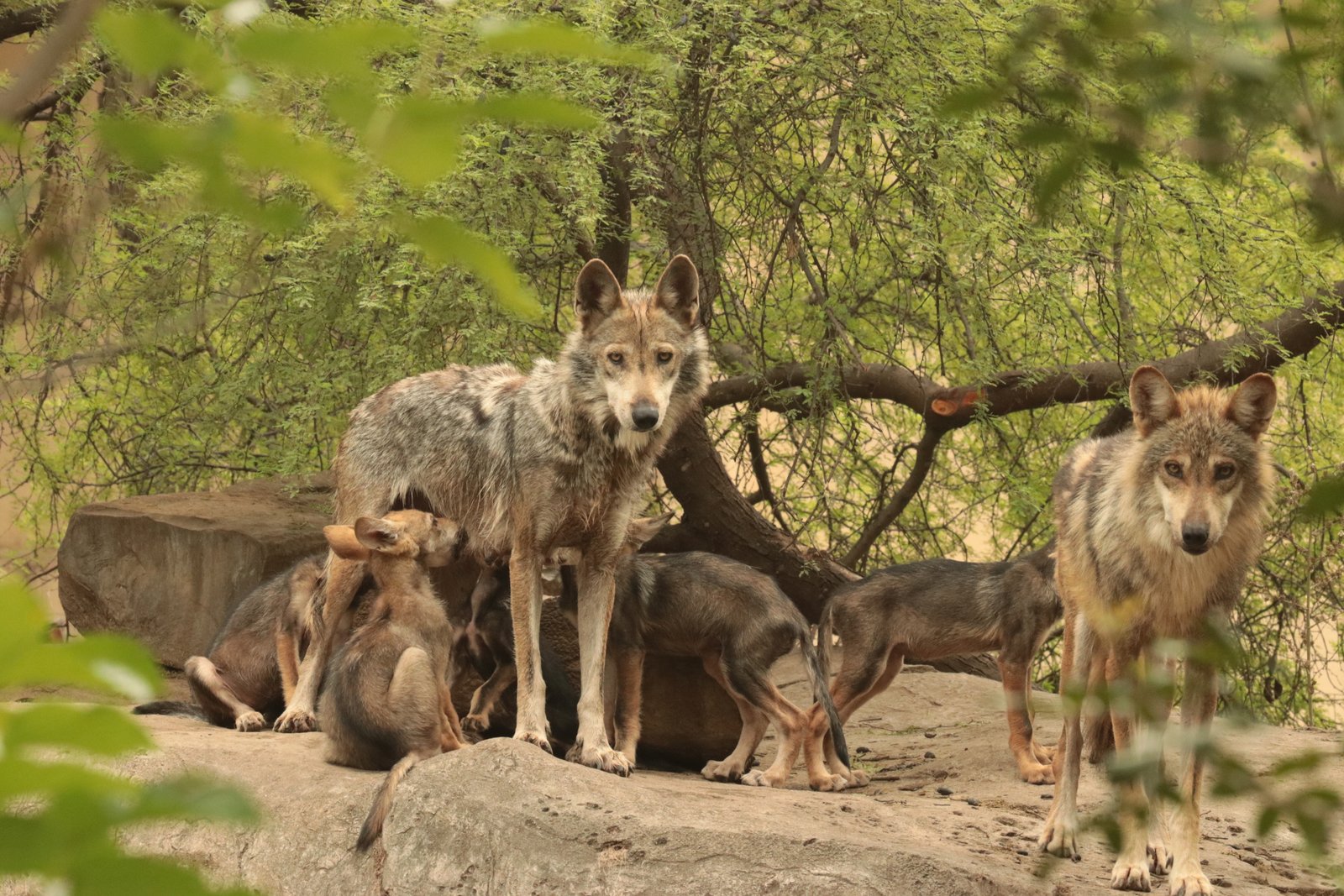 CPB-009-2019.-Nacen 6 crías de lobo gris mexicano en zoológico Tamatán (9)