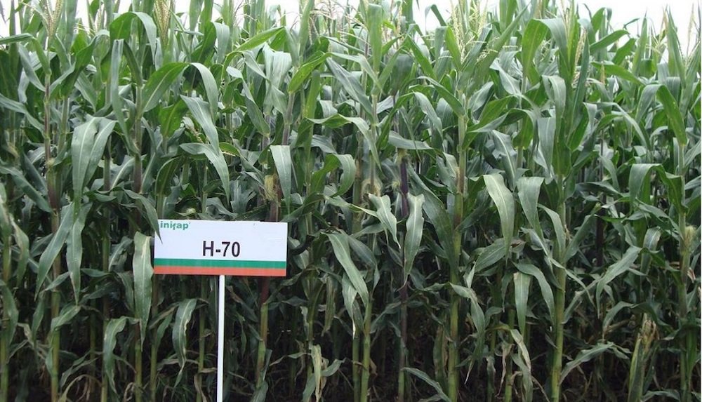 Desde hace 13 años empezaron a trabajar materiales del INIFAP