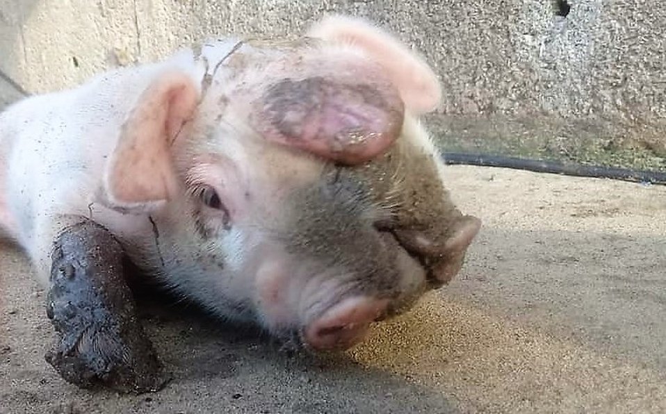 cerdo-cabezas-nace-tampico-alto_29_26_755_470