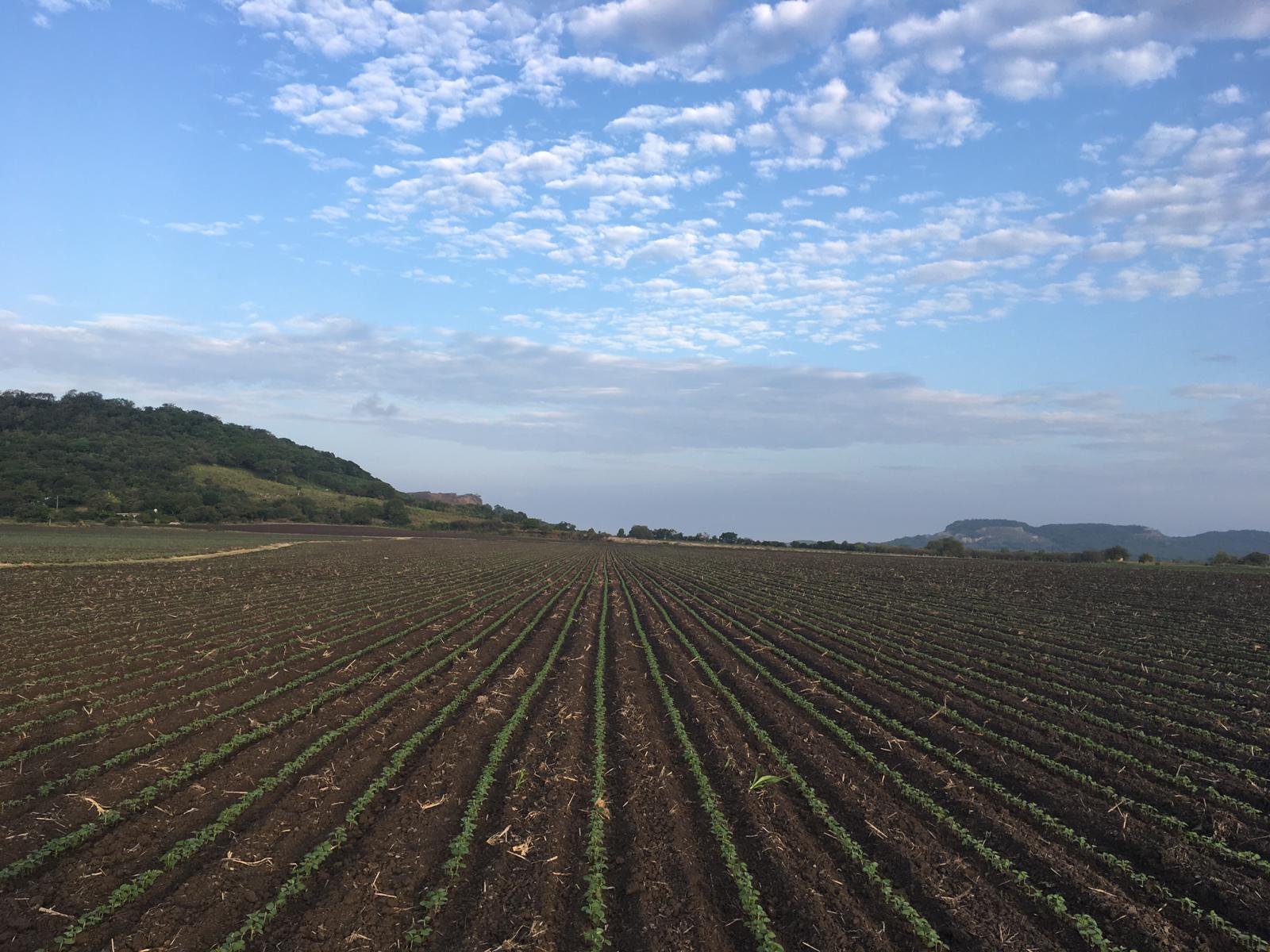 SRU-034-2019.-Agricultores de Altamira esperan buena cosecha de soya (3)