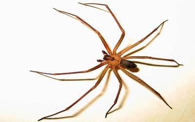 salud-rep-aranaviolinista-chiapas