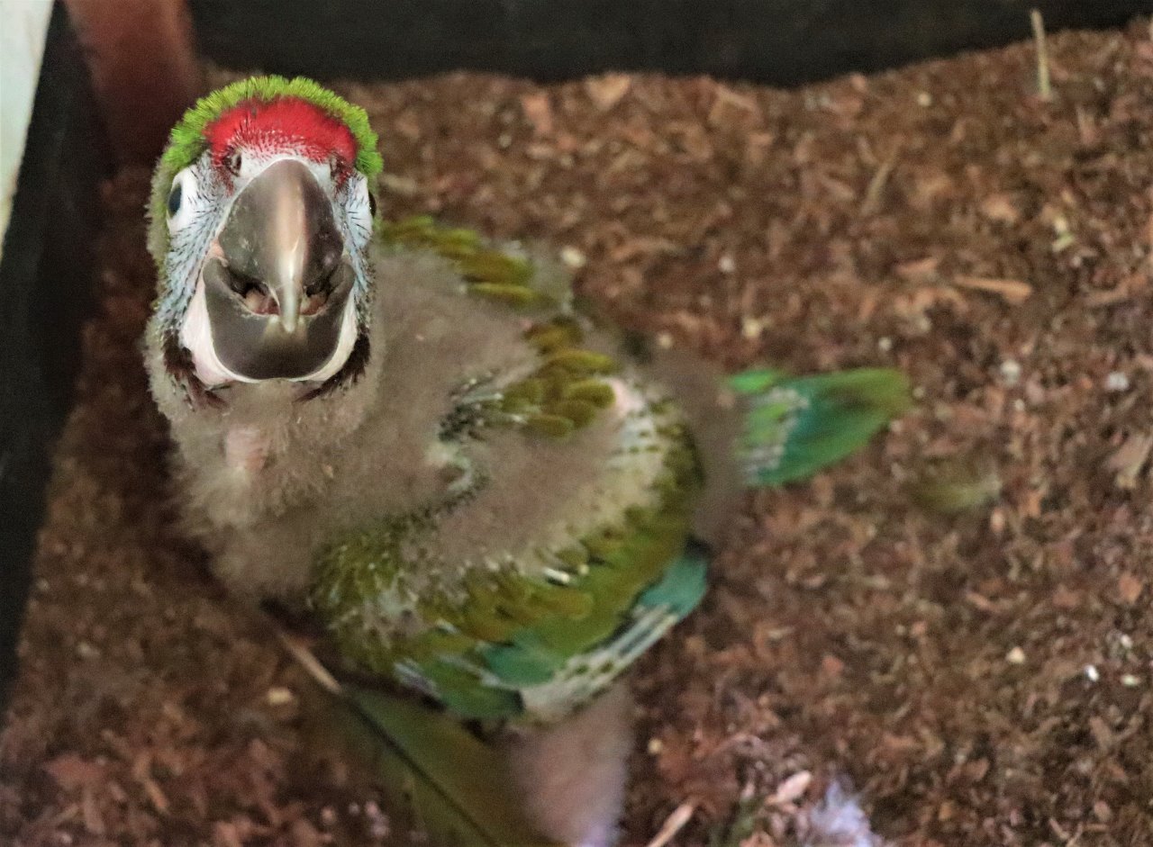 CPB-014-2019.-Nace en Tamaulipas primer polluelo de Guacamaya Verde (4)