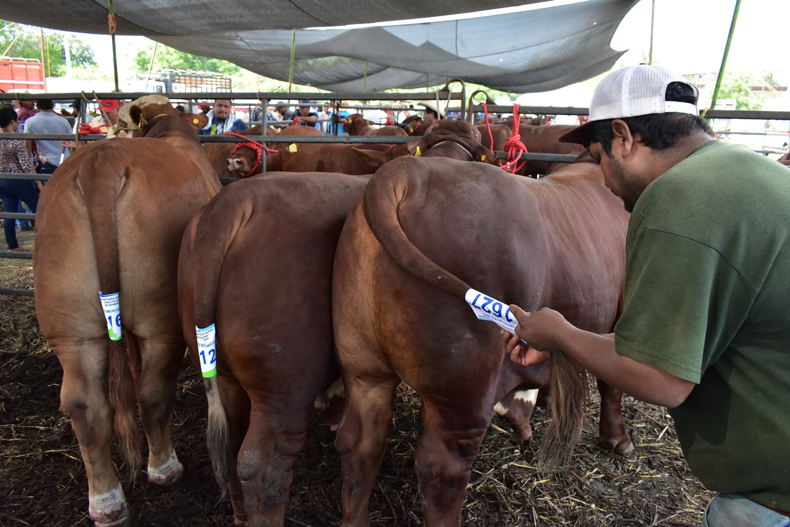 SRU-046-2019.-Llega Mejoramiento Genético a Cd. Mier y Nuevo Laredo con 130 sementales bovinos (2)