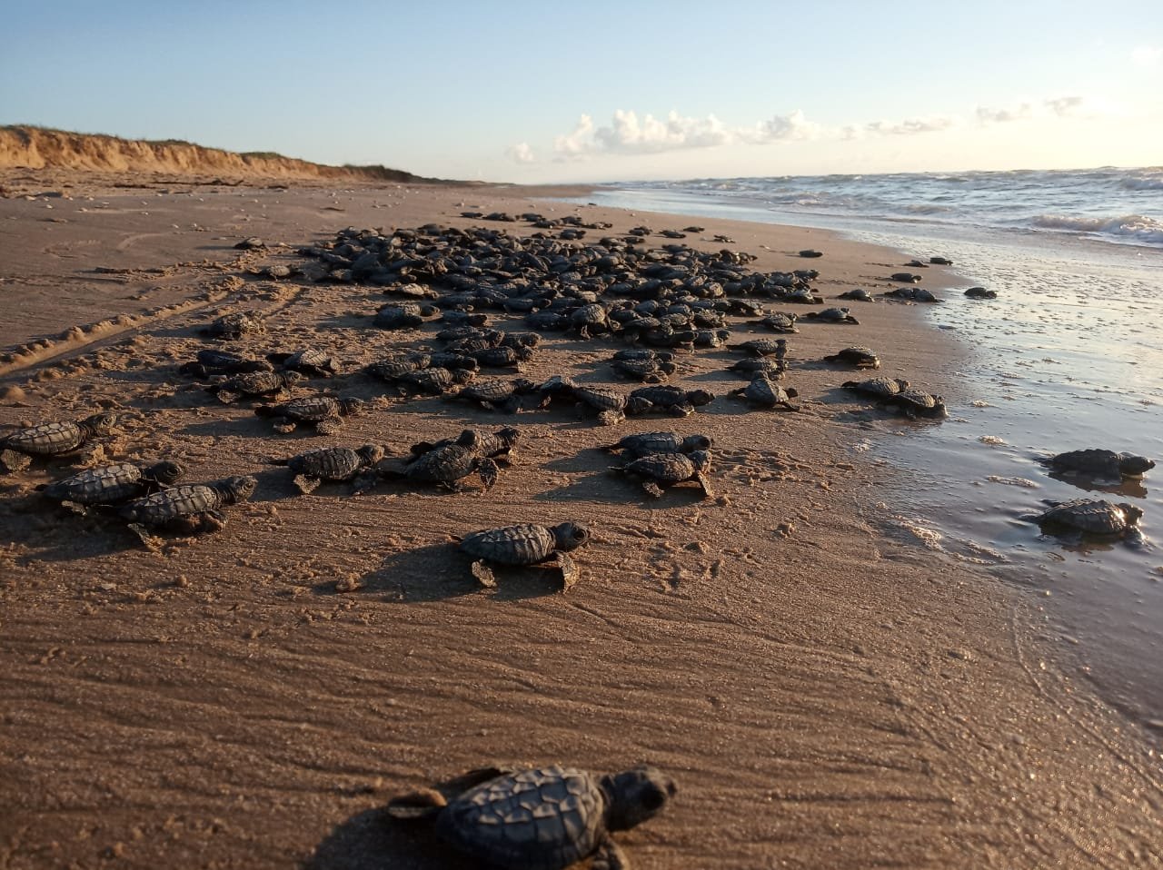 CPB-019-2019.-Despide Tamaulipas a la Tortuga Lora (8)