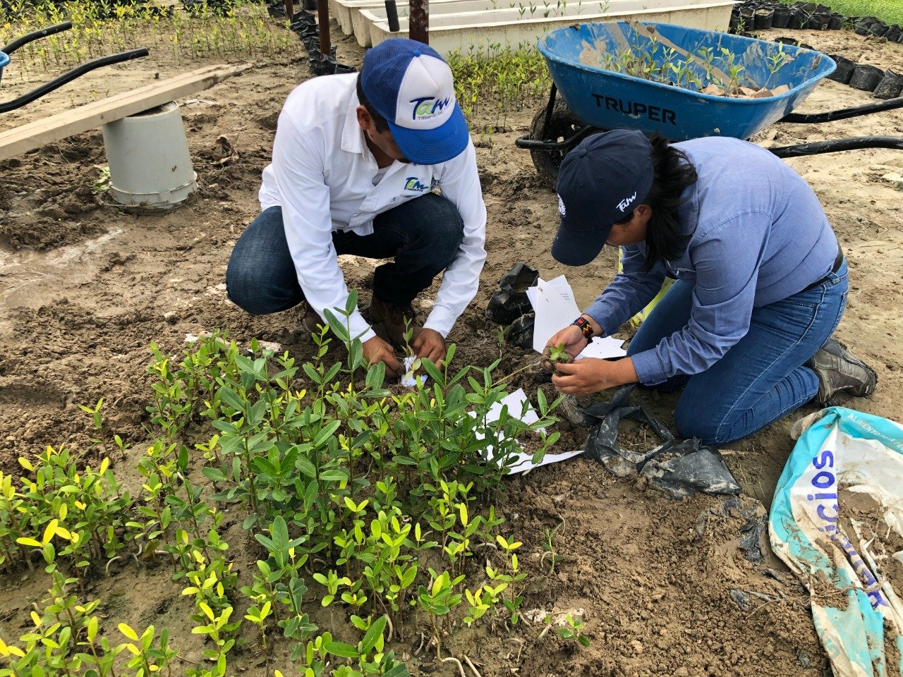 SDU-114-2019.-Gobierno del Estado va por la recuperación de 14 kilómetros de mangle (4)