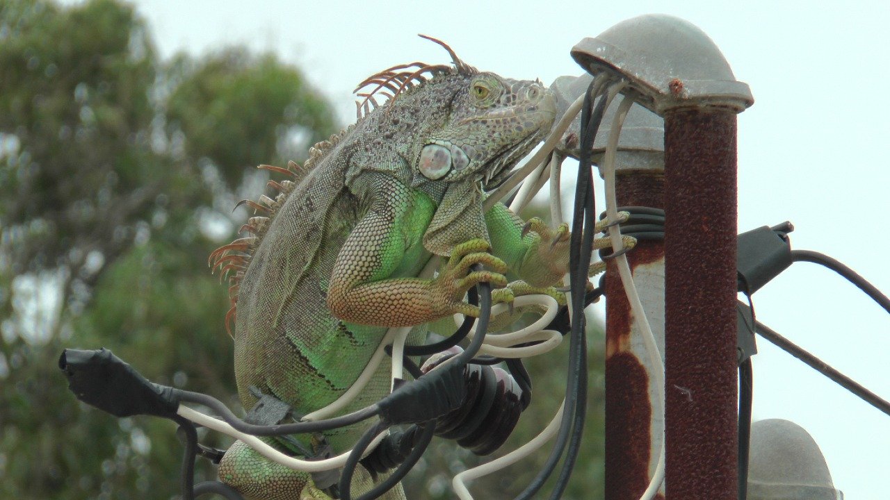 iguana 2