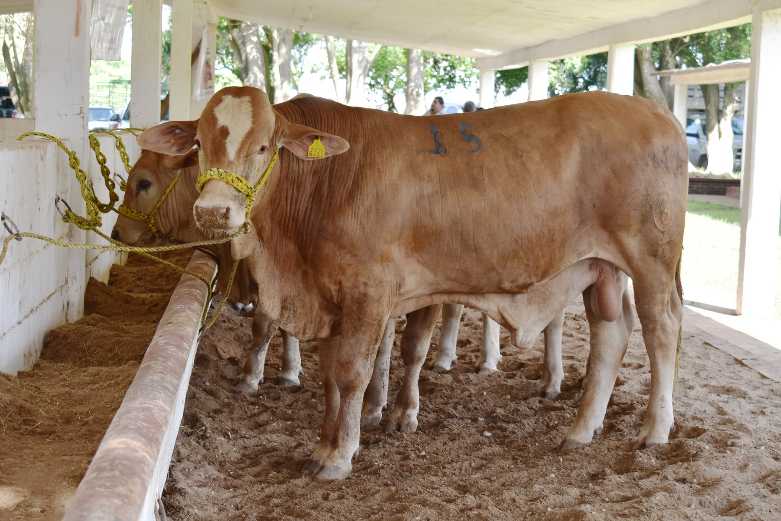 SRU-003-2020.-Lo mejor de Tamaulipas estará presente en los Congresos de Ganadería y Agricultura Tropical (1)