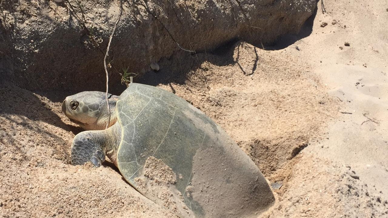 CPB-008-2020.-La naturaleza sigue su curso...inicia la temporada de anidación de Tortuga Lora (3)