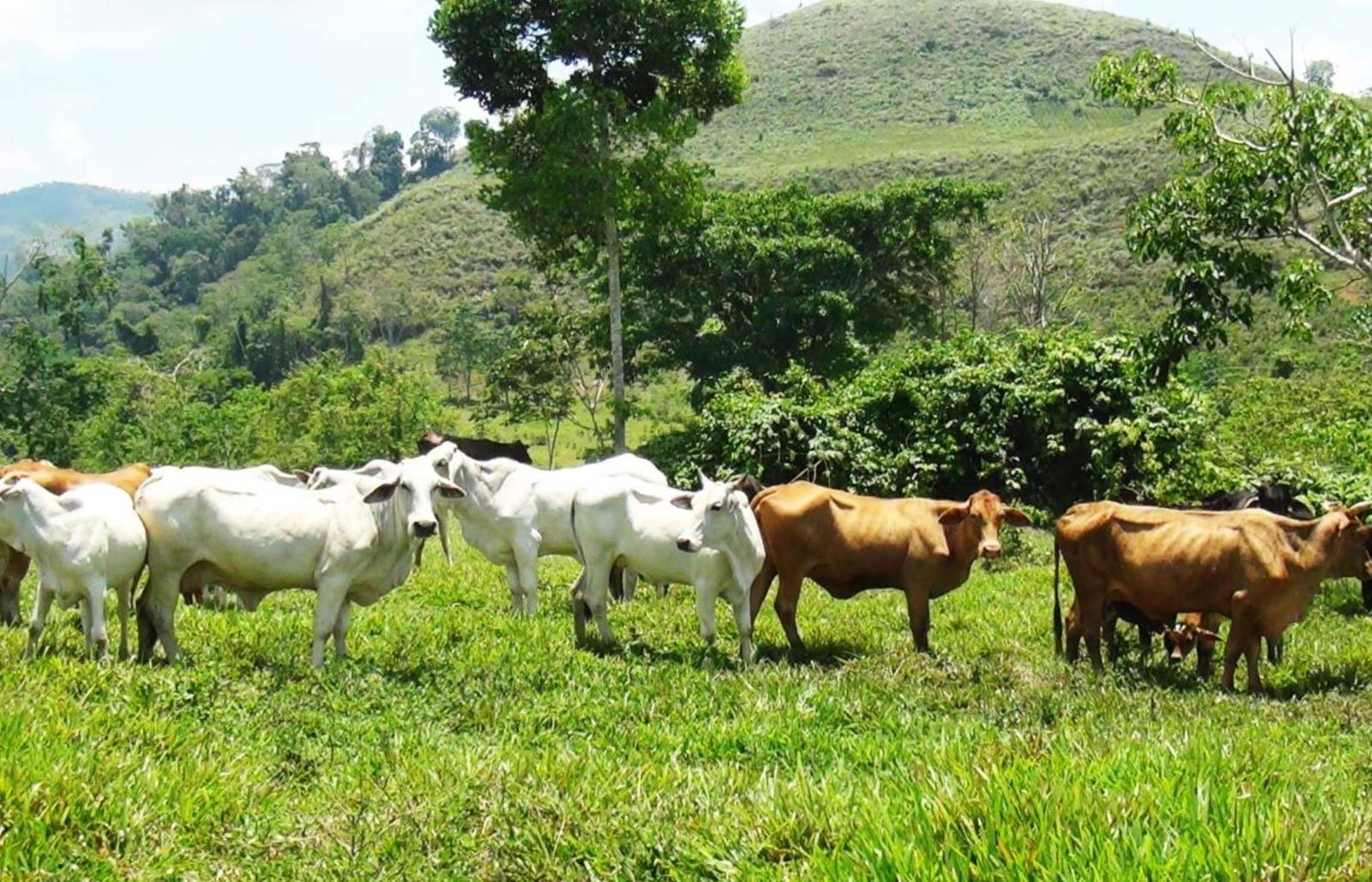 Foto 2 sector ganadero 29 03 2020