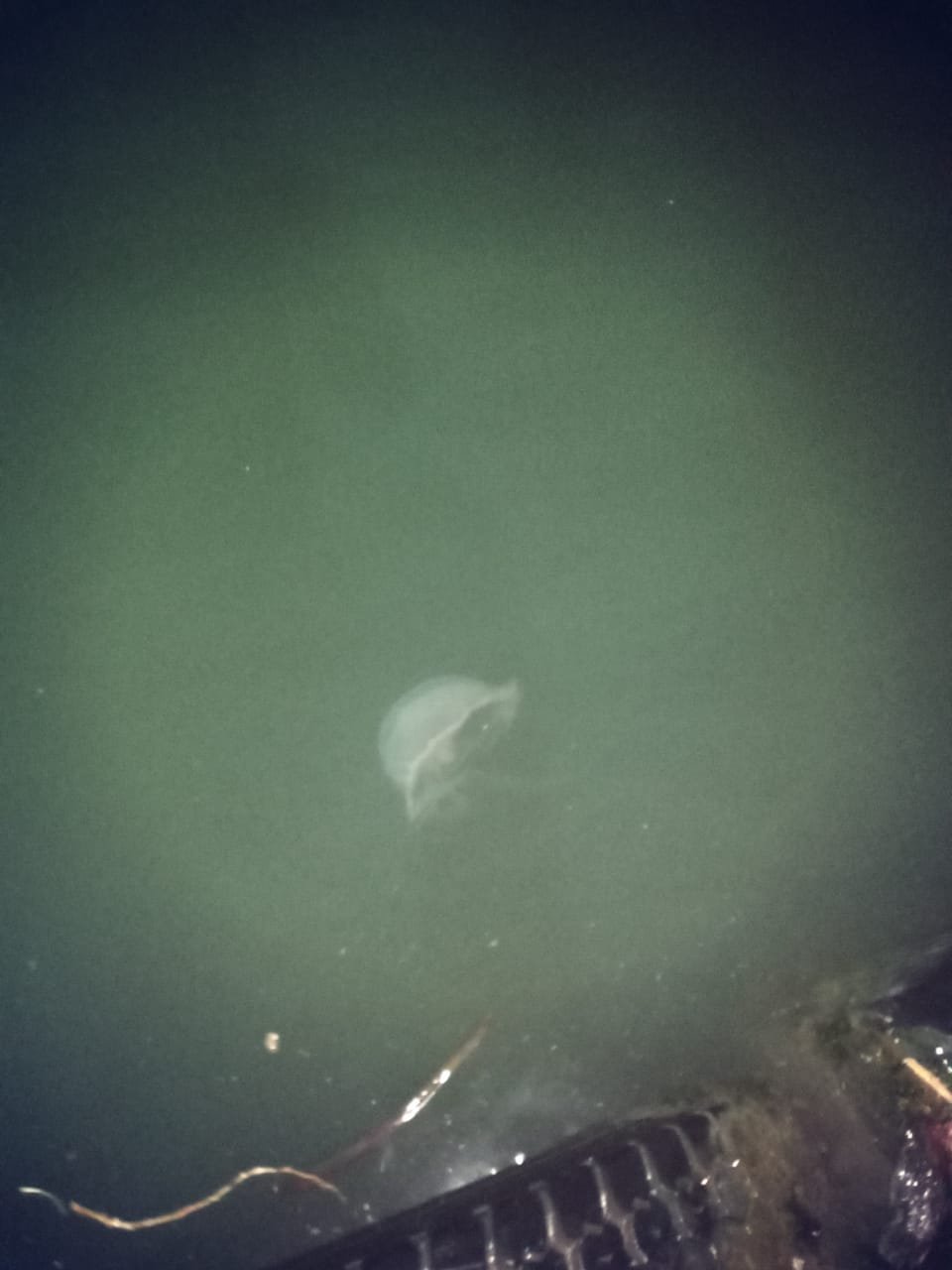 WhatsApp Image 2020-03-30 at 12.22.20 PM