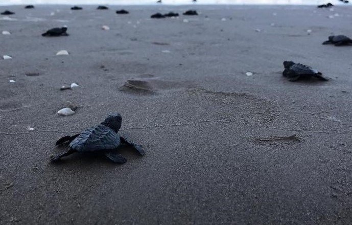 SDU-047-2020.-Concientiza Gobierno de Tamaulipas sobre importancia de las tortugas marinas (2)