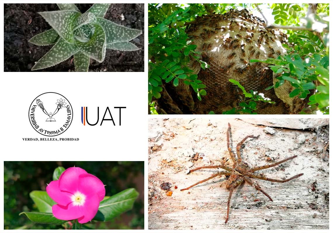 collage 2 arturo mora 31 05 2020