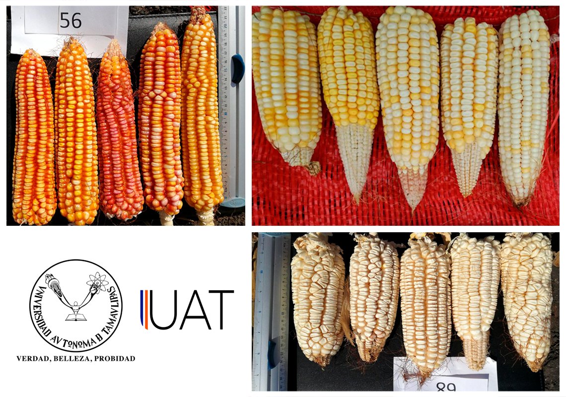 collage maiz 10 05 2020