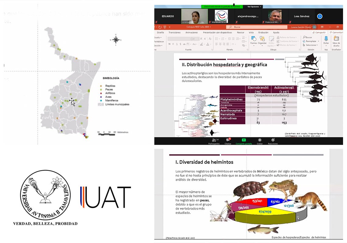 collage peces 22 07 2020