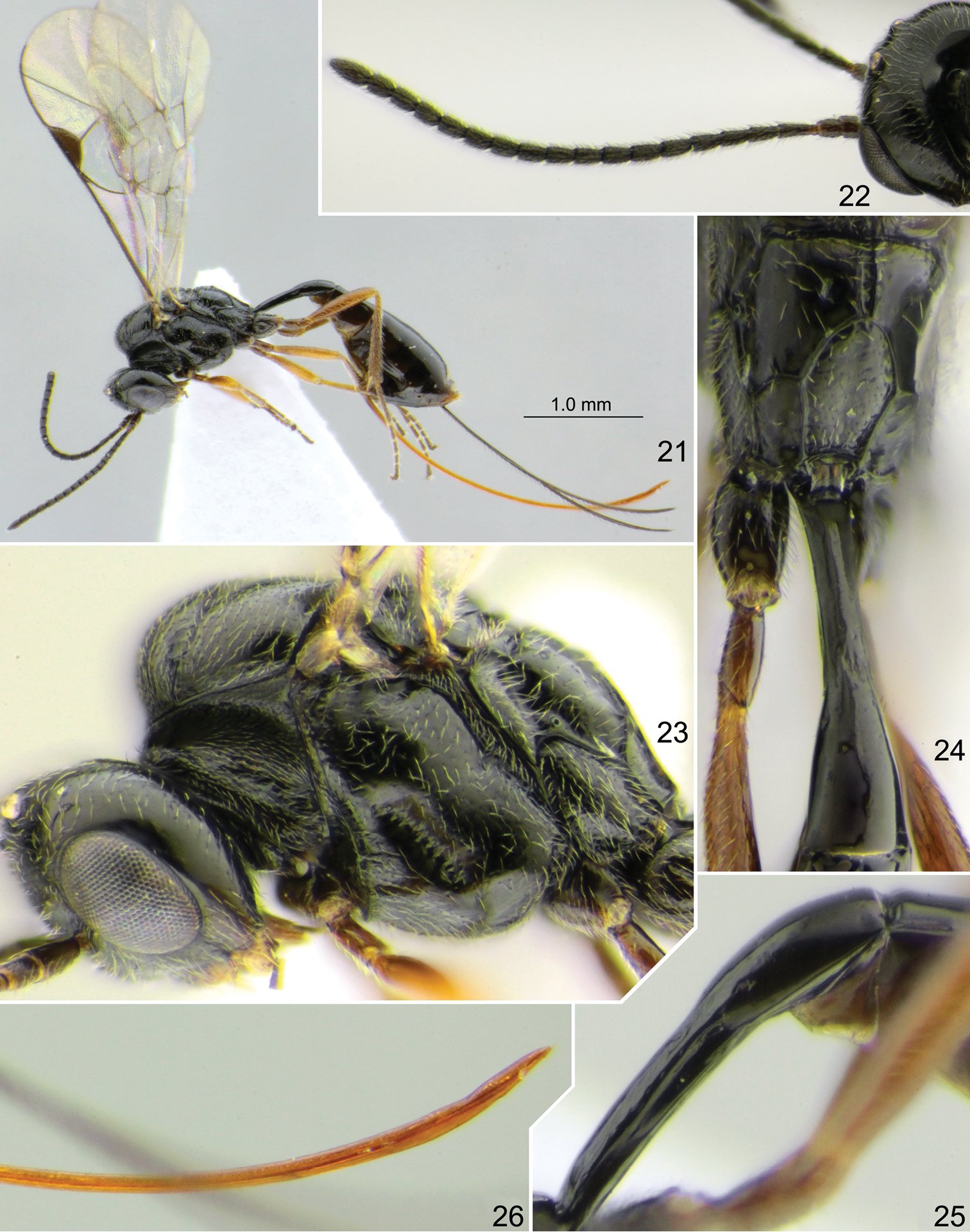 foto 4 especie de avispa 12 20 2020