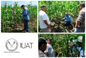 Collage Maiz 01 12 2020