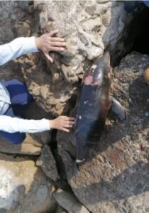 WhatsApp Image 2021-02-08 at 6.31.44 PM