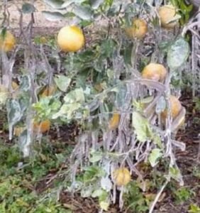 WhatsApp Image 2021-02-25 at 3.34.29 PM