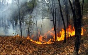 primavera modificada