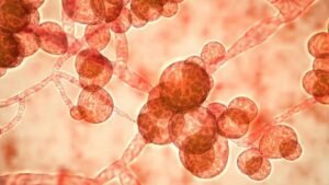 WhatsApp Image 2021-06-01 at 4.53.10 PM