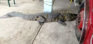 WhatsApp Image 2021-06-22 at 11.30.48 AM