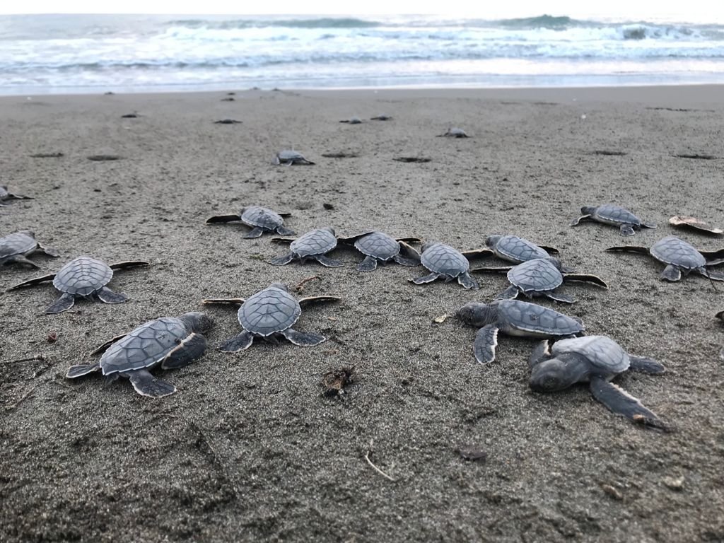 RESGUARDO TORTUGAS MARINAS (4)