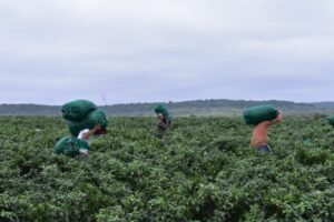STR-005-2021.-Tamaulipas oferta 570 plazas para trabajar en Estados Unidos y Canadá (3)