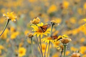 SDU-019-2021.-Apoya Gobernador Francisco García Cabeza de Vaca Protección de Mariposa Monarca (3)