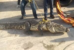 WhatsApp Image 2021-11-29 at 2.46.03 PM