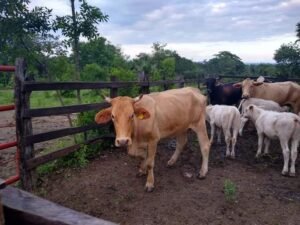 foto 3 distribución del muercielago 26 12 2021