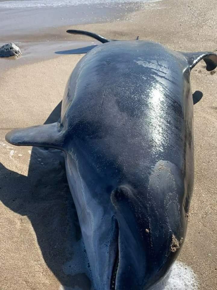 WhatsApp Image 2022-01-17 at 5.53.42 PM