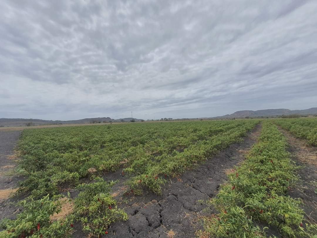 WhatsApp Image 2022-05-16 at 5.25.50 PM