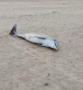 WhatsApp Image 2024-02-01 at 9.56.05 PM