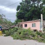 Vientos del norte provocan caída de árboles, postes y daños menores en Ciudad Madero
