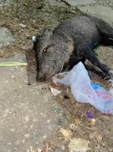 Imagen de WhatsApp 2025-11-05 a las 19.15.47_595c4a5b