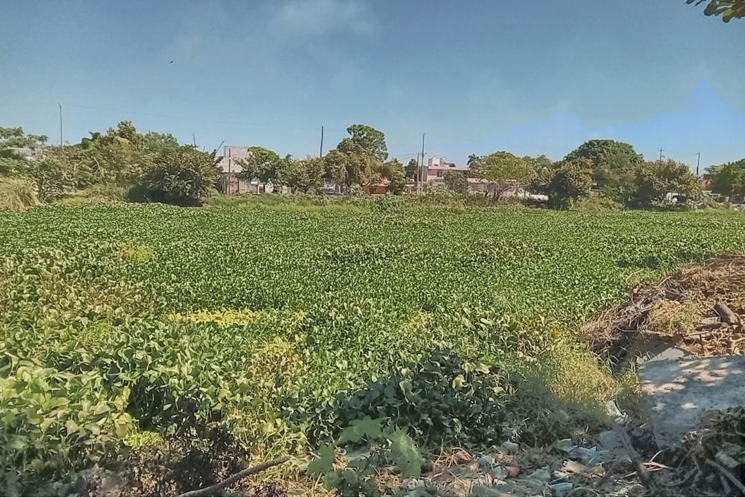 Ciudad Madero destina recursos para limpieza de lagunas y récord en ...