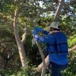 Colocan trampas con vísceras para frenar al gusano barrenador en Tampico