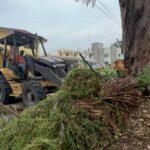 Jornadas de descacharrización en Tampico retiran hasta 9 toneladas de basura especial